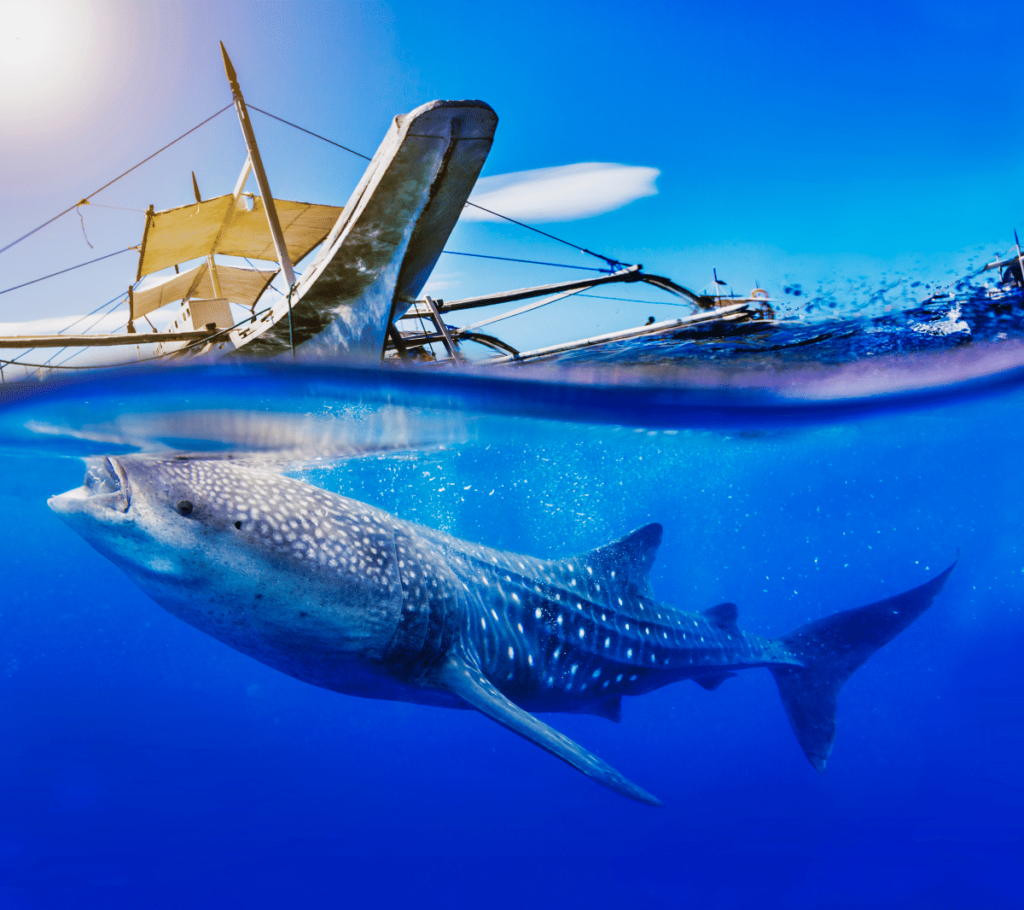 requin baleine oslob avis