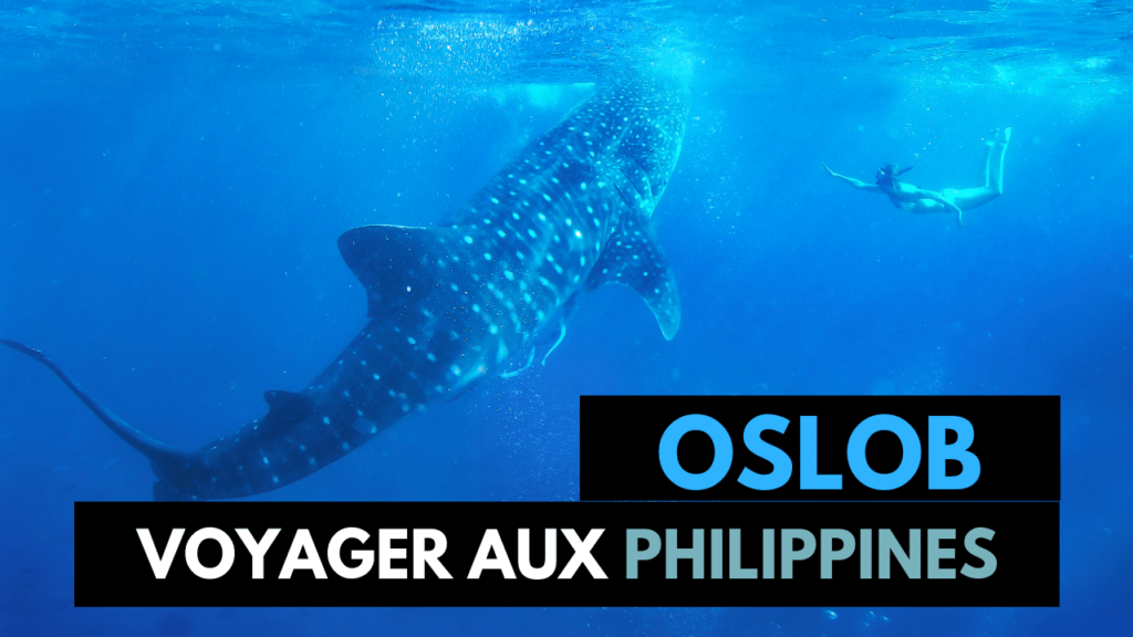 Lire la suite à propos de l’article Nager avec les requins baleines à Oslob : Mon Avis