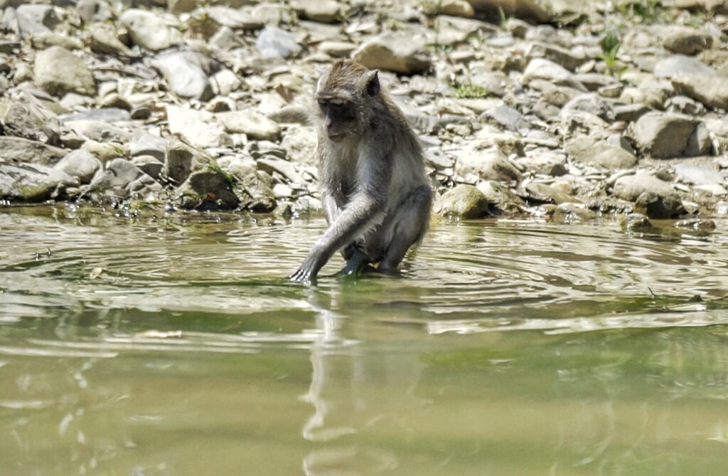 singe rivière khao sok