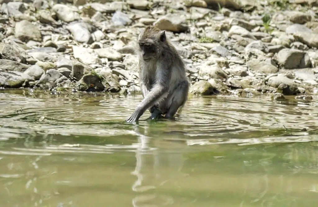singe rivière khao sok
