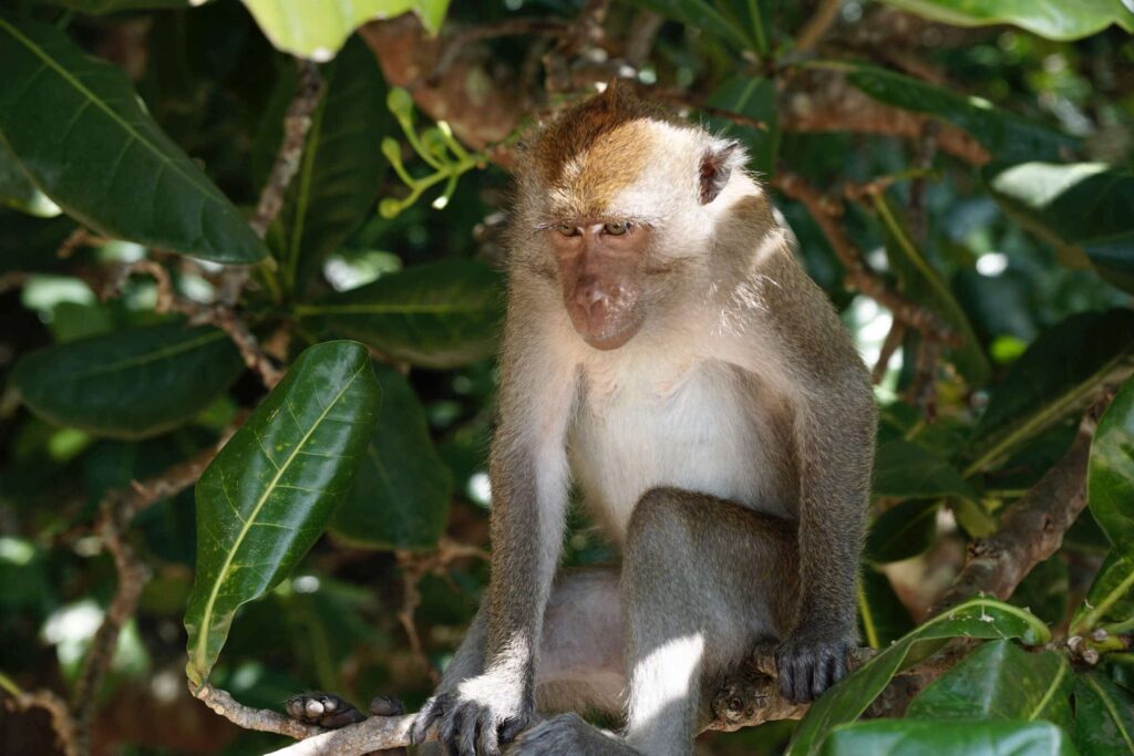 singe krabi ao nang