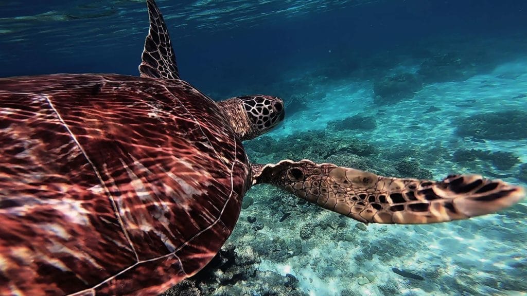 apo island nager tortue